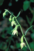 Epipactis pontica