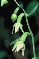 Epipactis pontica