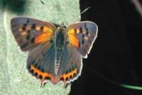 Lycaena phlaeas