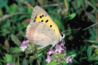 Lycaena phlaeas