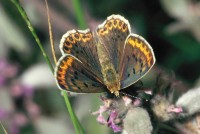 Lycaena candens