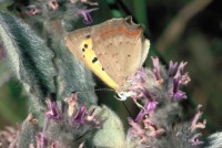 Lycaena phlaeas