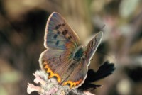 Lycaena phlaeas