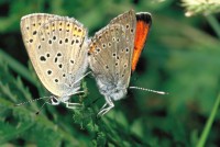 Lycaena candens