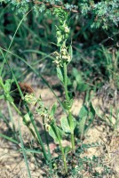 Epipactis condensata