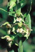 Epipactis condensata