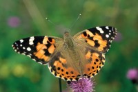 Vanessa cardui