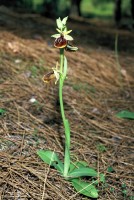 Ophrys climacis