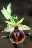 Ophrys climacis