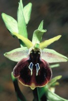 Ophrys climacis