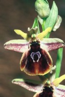 Ophrys climacis