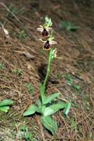 Ophrys climacis