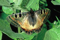 Archon apollinus