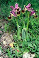 Ophrys tenthredinifera