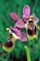 Ophrys tenthredinifera