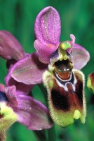 Ophrys tenthredinifera