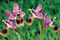 Ophrys tenthredinifera