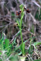 Ophrys speculum subsp. regis-ferdinandii