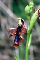 Ophrys speculum subsp. regis-ferdinandii