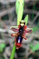 Ophrys speculum subsp. regis-ferdinandii