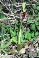 Ophrys speculum subsp. regis-ferdinandii