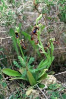 Ophrys speculum subsp. regis-ferdinandii