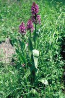 Dactylorhiza umbrosa