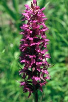 Dactylorhiza umbrosa