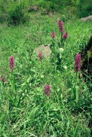 Dactylorhiza umbrosa