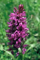 Dactylorhiza umbrosa