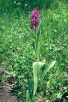 Dactylorhiza umbrosa