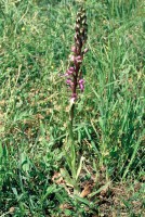 Himantoglossum formosum