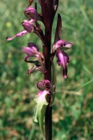 Himantoglossum formosum