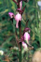 Himantoglossum formosum