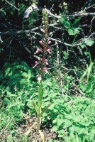 Himantoglossum formosum