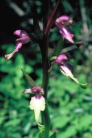 Himantoglossum formosum