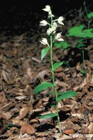 Cephalanthera kotschyana