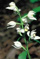 Cephalanthera kotschyana