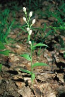 Cephalanthera damasonium