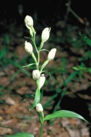 Cephalanthera damasonium