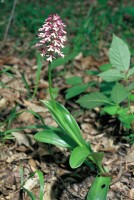 Orchis purpurea subsp. caucasica