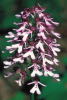 Orchis purpurea subsp. caucasica