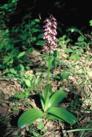 Orchis purpurea subsp. caucasica