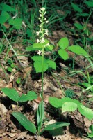 Platanthera bifolia