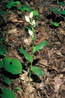 Cephalanthera damasonium