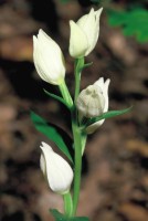 Cephalanthera damasonium