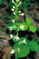 Platanthera bifolia