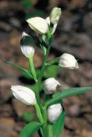 Cephalanthera damasonium