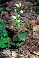 Cephalanthera damasonium