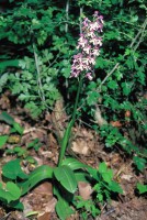 Orchis purpurea subsp. caucasica